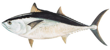 bluefin tuna